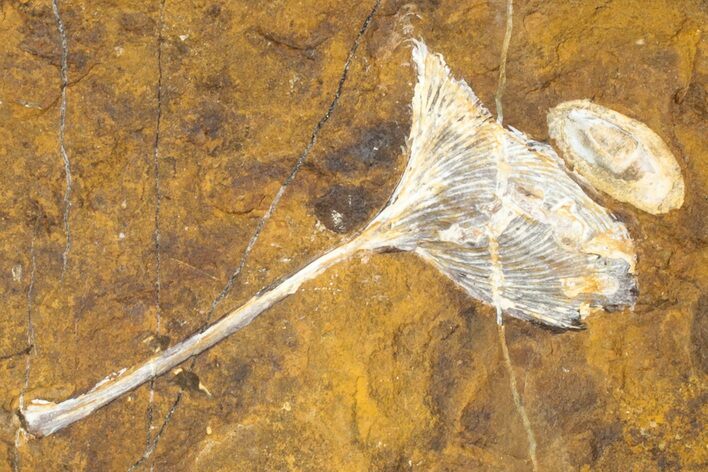 Fossil Ginkgo Leaf From North Dakota - Paleocene #189004